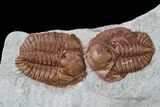 Ordovician Ampyxina Trilobite Mortality Plate - Missouri #135528-1